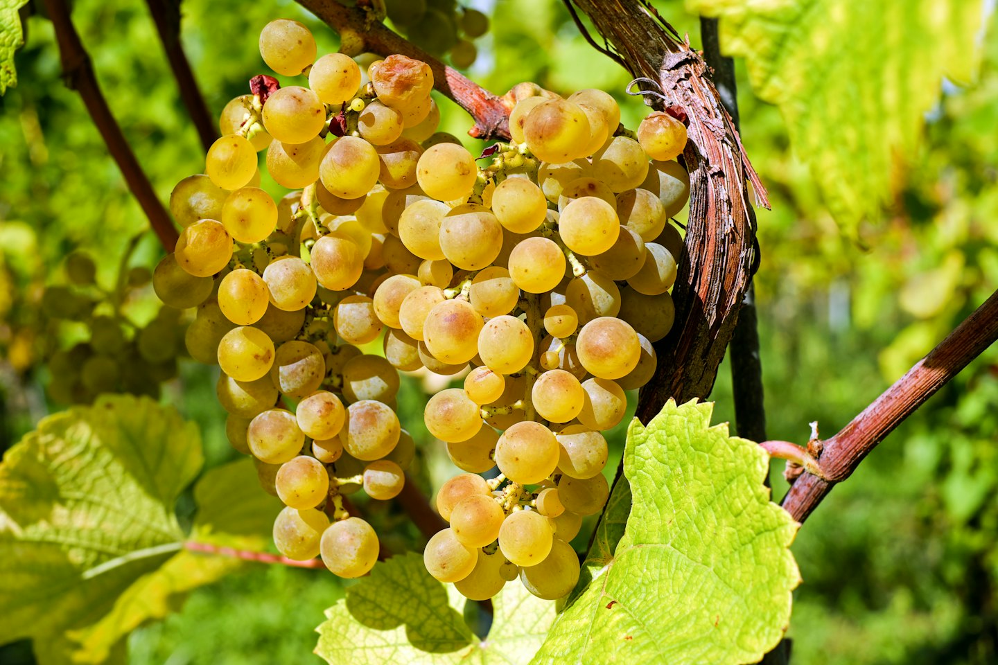 Uve dorate mature pendono da una vite marrone con foglie verdi.