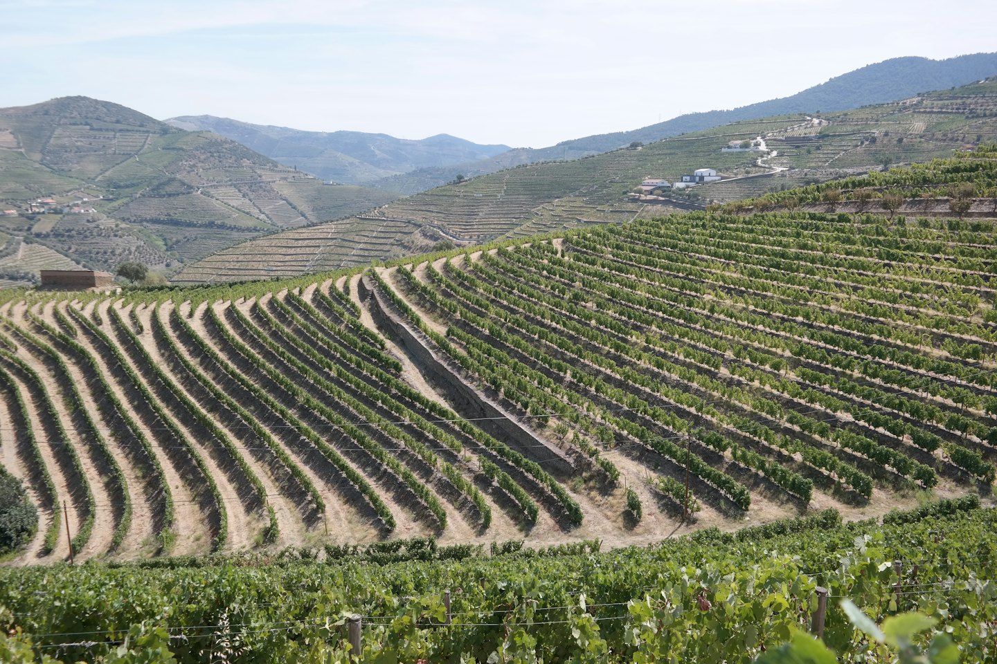 Viti di uva verde crescono in file ordinate lungo dolci colline terrazzate.
