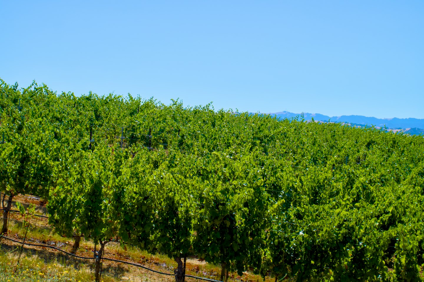 Vigneti verdi su una collina soleggiata con montagne.