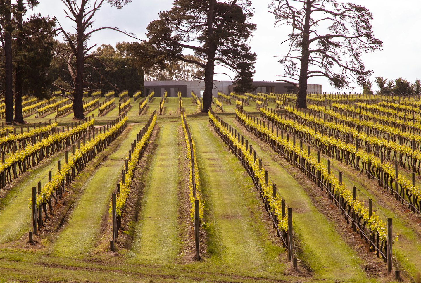 File di vigneti su una collina con un edificio moderno sullo sfondo.