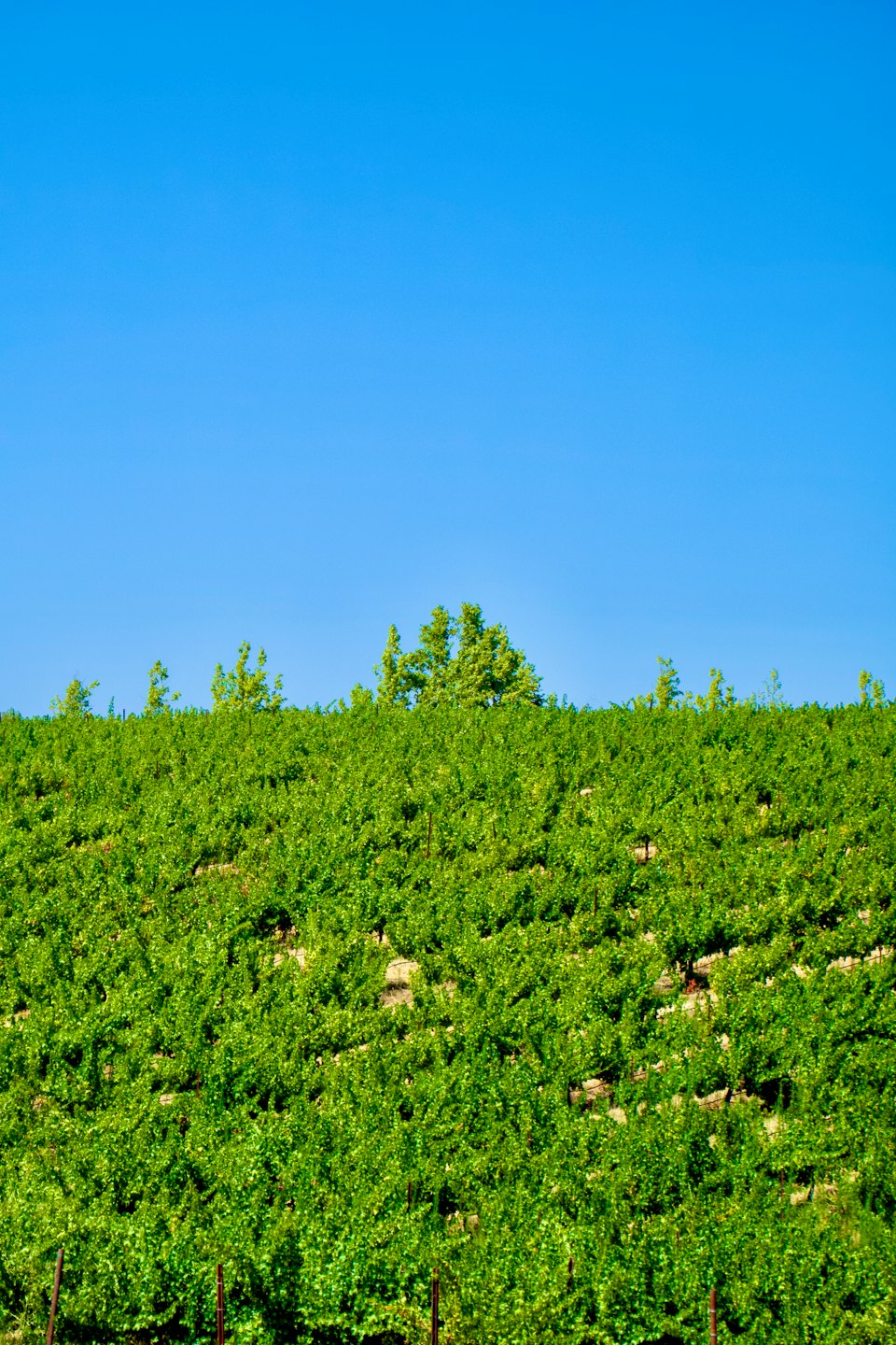 Viti di uva verde crescono in file ordinate su una collina ondulata.