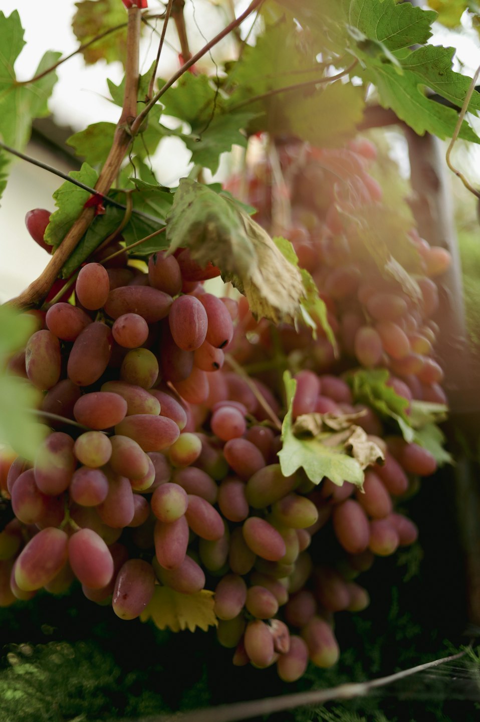 Grappoli di uva rossa e rosa matura che pendono dai vitigni.