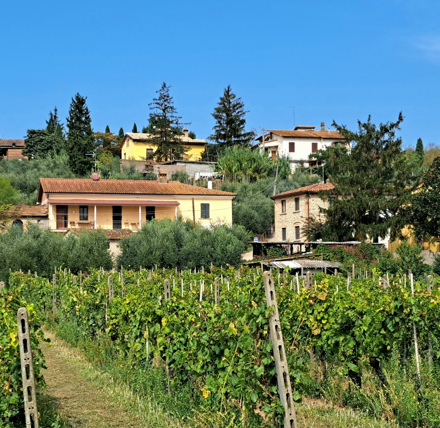 Pendii di vigneti verdi salgono verso case con tetti in terracotta.