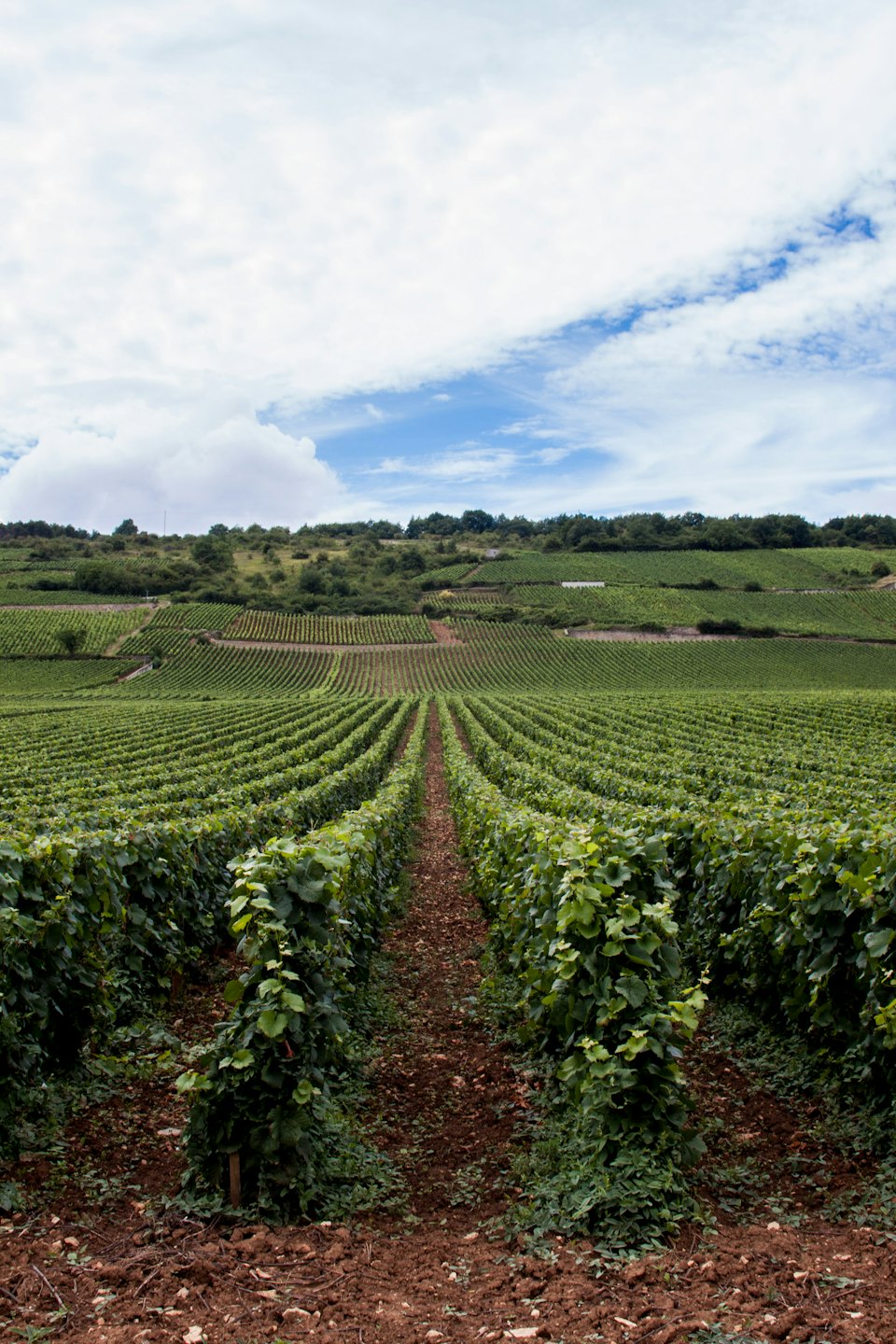 Vigneti verdi su una collina terrazzata sotto un cielo blu.